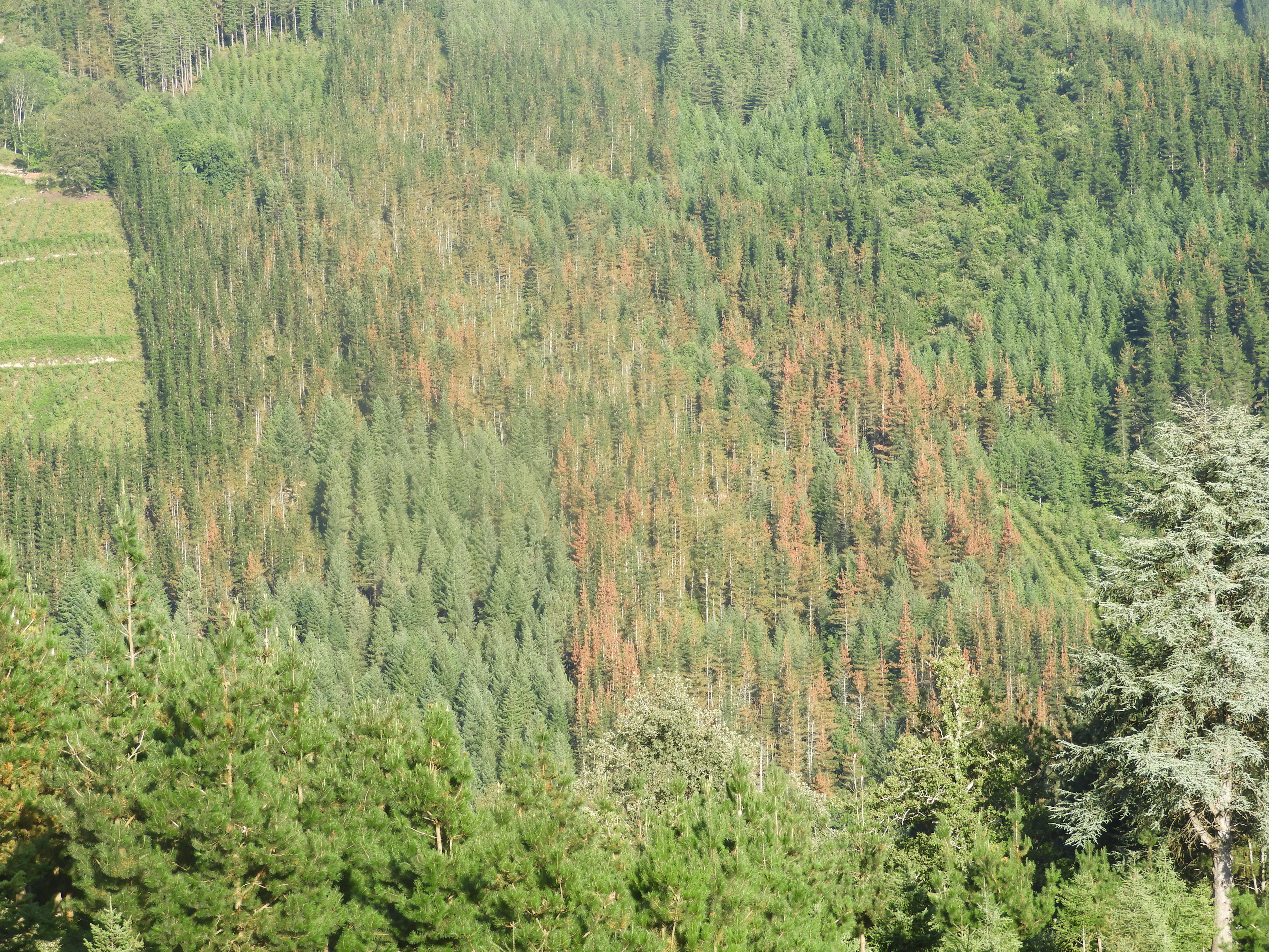 Pinus nigra, Oñati Gipuzkoa. Agosto 2023, (J. Astigarraga)