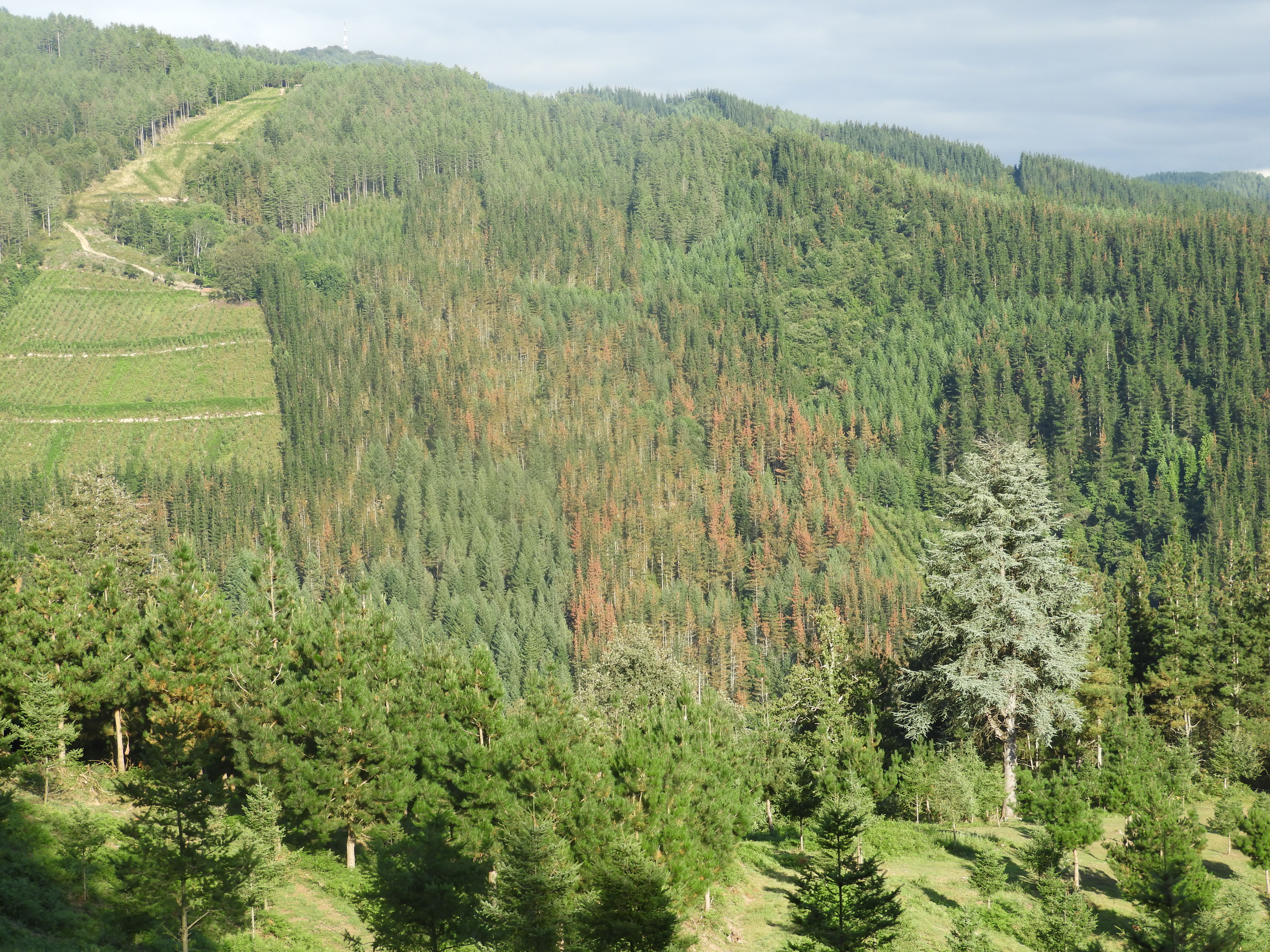 Pinus nigra, Oñati Gipuzkoa. Agosto 2023, (J. Astigarraga)